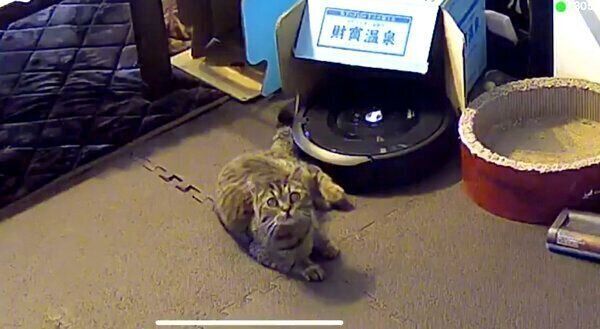 カメラに向かってドヤ顔をするジルちゃん