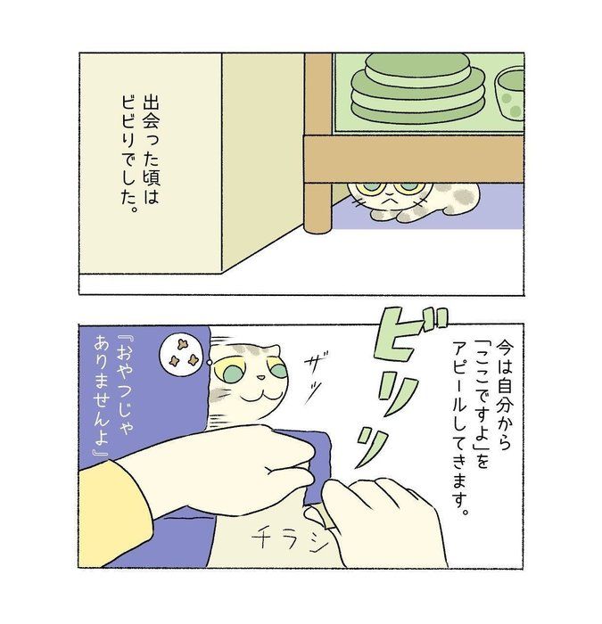 @tacos_cat