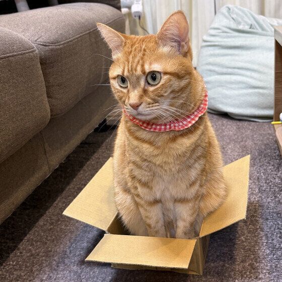 小さい箱に入る茶トラ猫