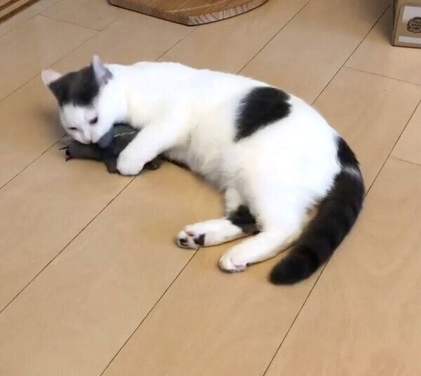 ネズミのぬいぐるみで遊ぶカツヲくん