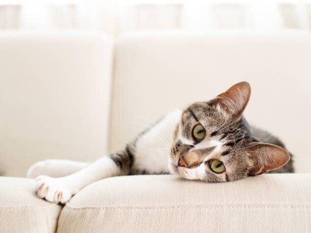 ソファーの上の猫