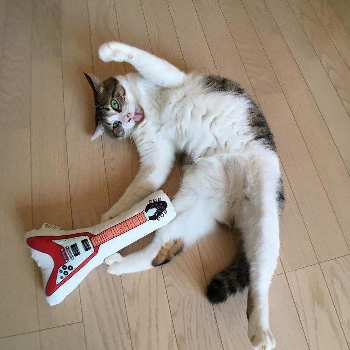 ギターで決めポーズの猫