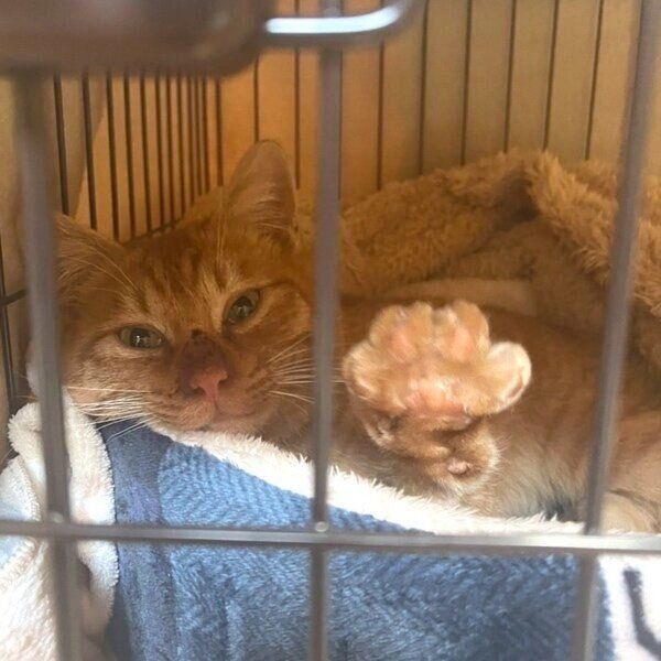 お迎えしたときのゆたくん