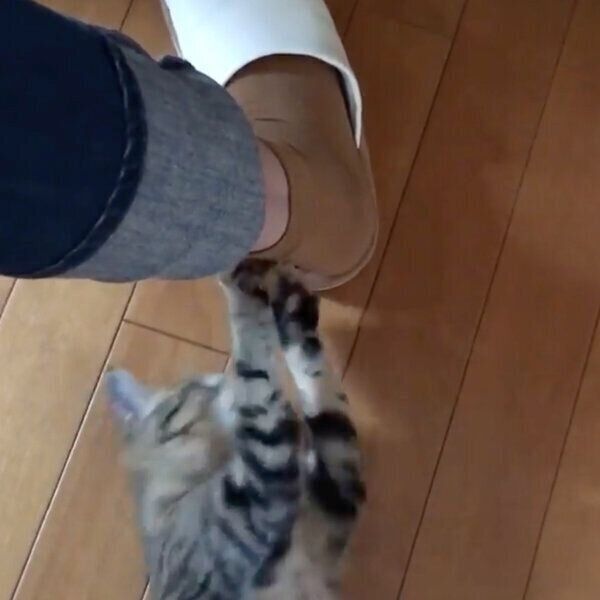 飼い主さんの靴下に付いたしっぽを狙う猫たち