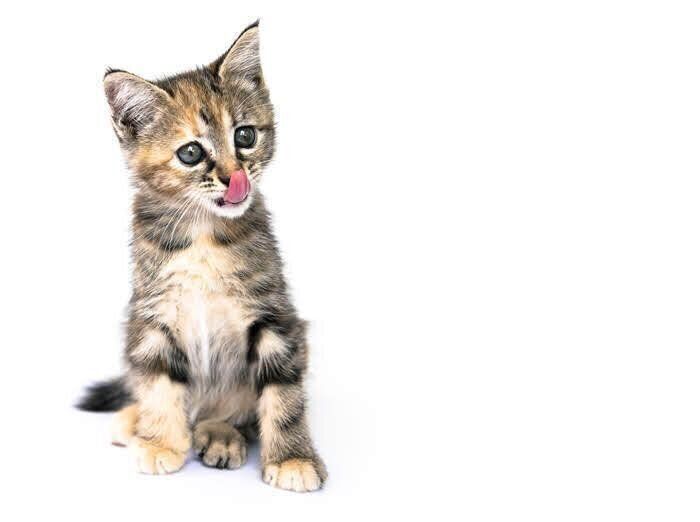 子猫
