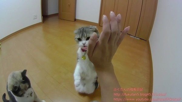 2匹の猫