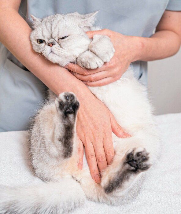 マッサージされる猫