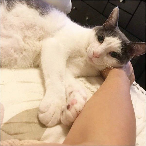 抹茶ちゃん