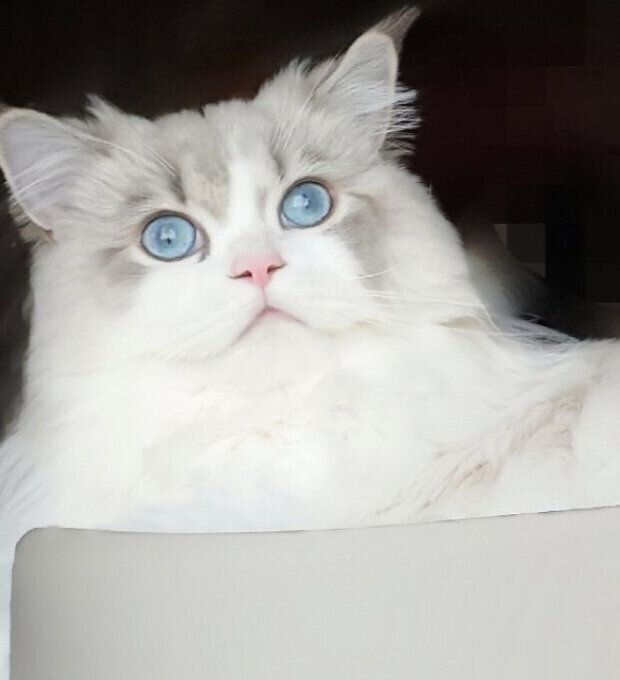 窓の外を見る猫