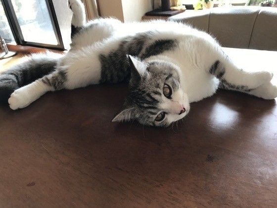 寝転ぶスコティッシュフォールド