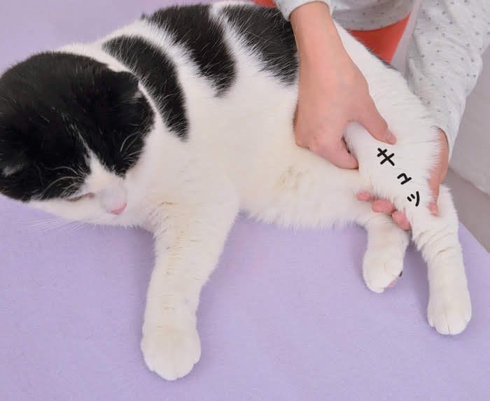 後ろ足をキュッとマッサージされている猫