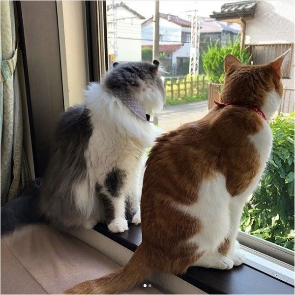 ニャルソック