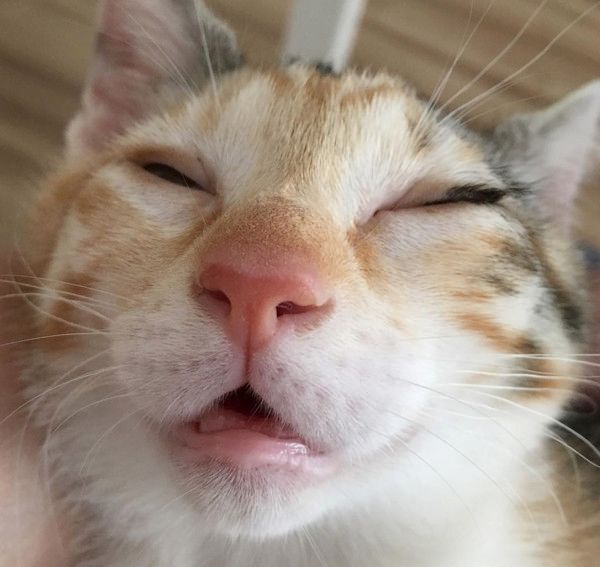 変顔する猫