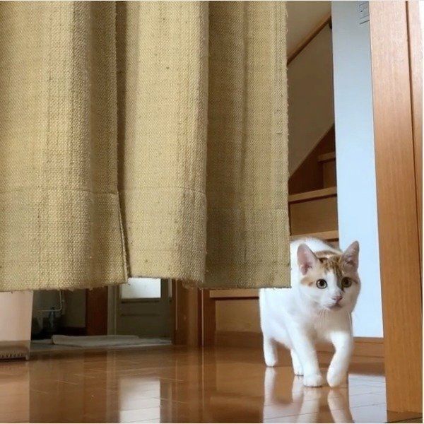 泥棒ニャンコ