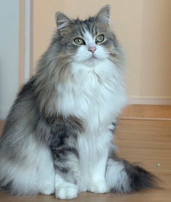 現在のふゆくん