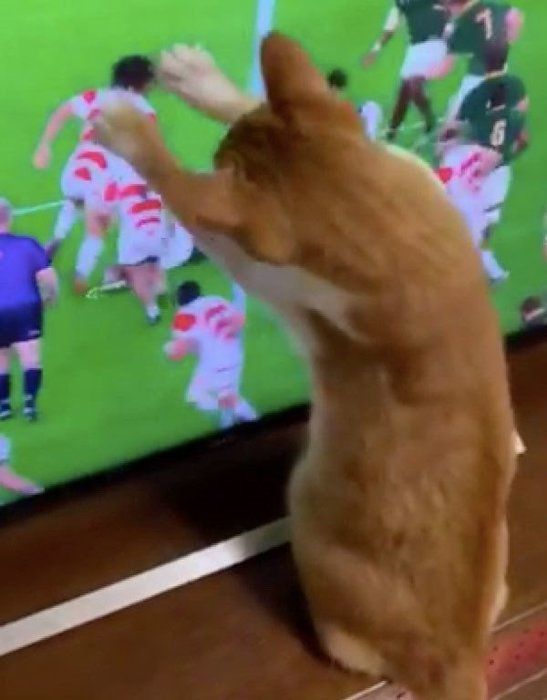 ラグビーに夢中になる猫