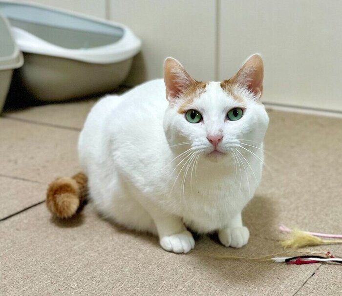 飼い主を見つめる猫