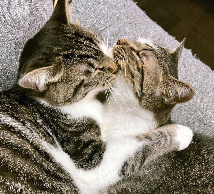 仲良しなチャイくん、ラテちゃん