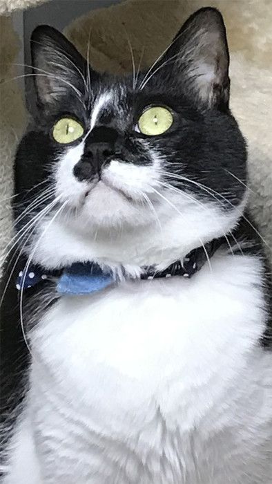 ゴキブリ VS 5猫神〜ゴキブリどもに告ぐ〜