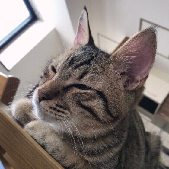 動物病院に行ってきた猫