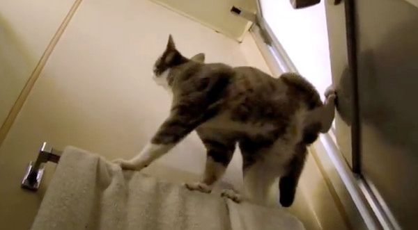虫に夢中な猫