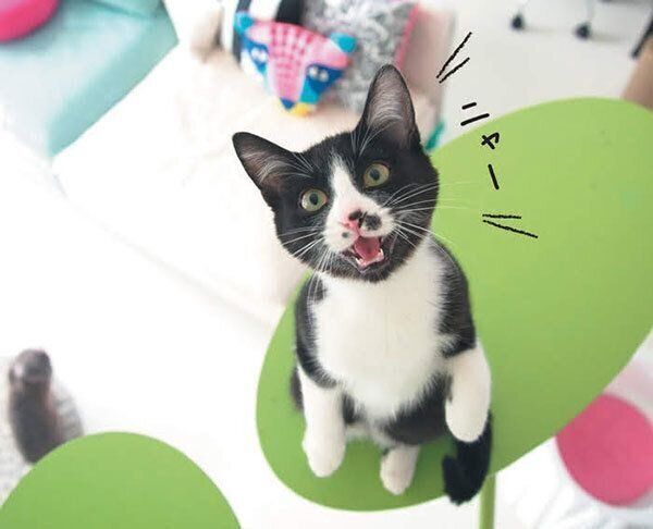 鳴く猫