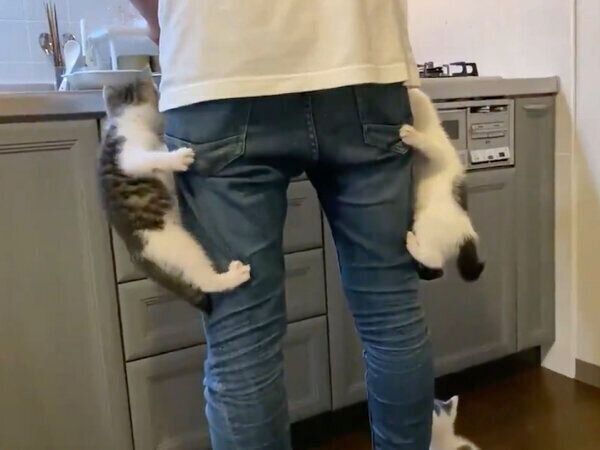 ごはんが待てない子猫たち