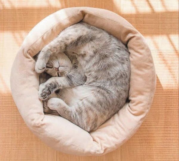猫の好み