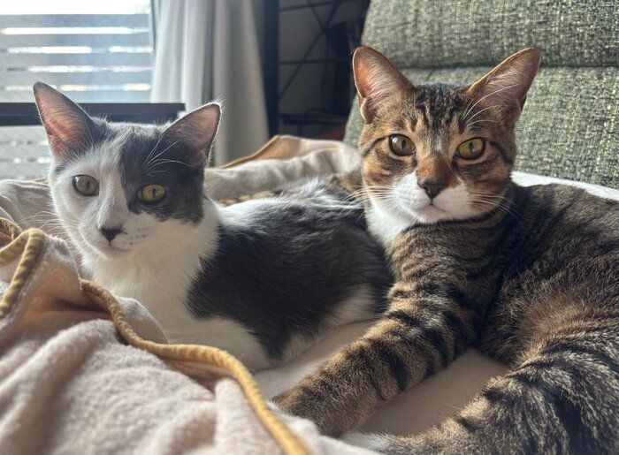 仲良しなガラシャちゃん、のぶながくん