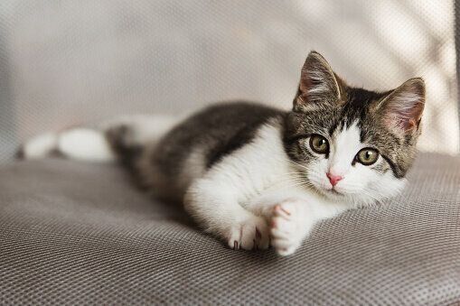 ソファに寝転がる子猫