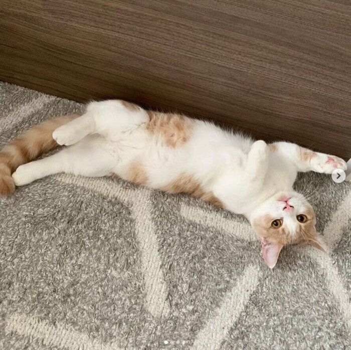 へそ天で寝転がる猫(オス)