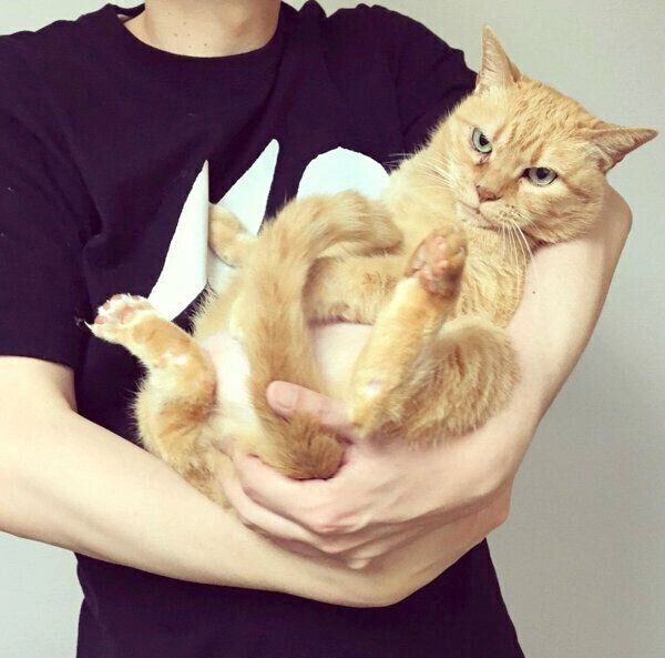 飼い主さんのみぞおちを突くきなこちゃん