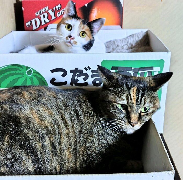 箱の中でまったりする2匹