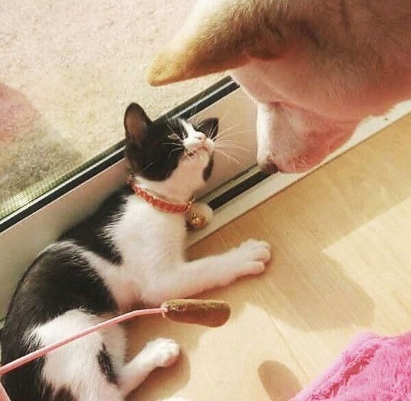 見つめ合うかりんちゃんとゆずちゃん