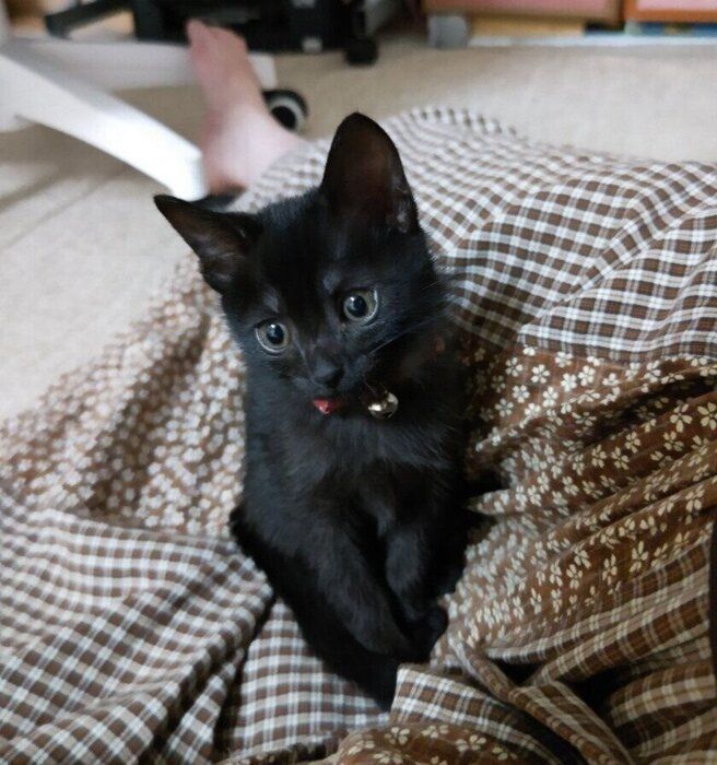 飼い主さんの足の間に座る猫