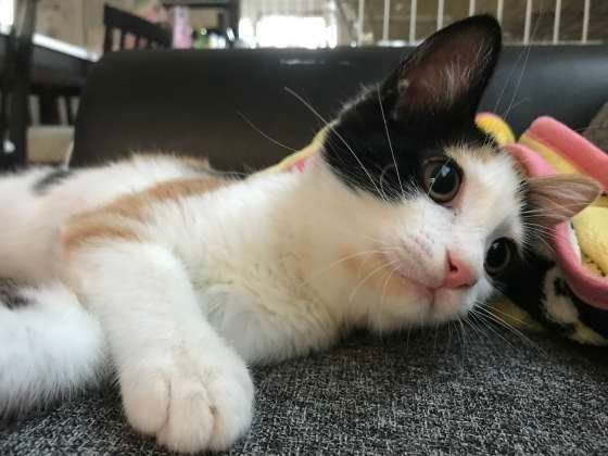 見上げる猫