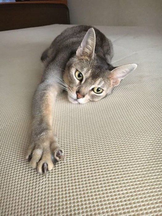 アグーティ