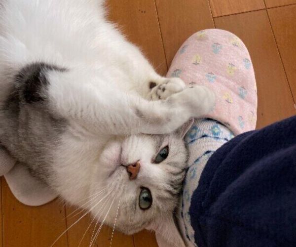 ねこのきもちweb Magazine それでもやっぱり猫が好き ねこのきもちweb Magazine それでもやっぱり猫が好き