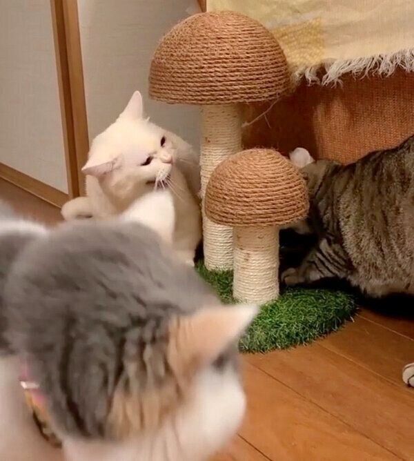 またたびで争うふくちゃん、ちっぷちゃん、まるこちゃん