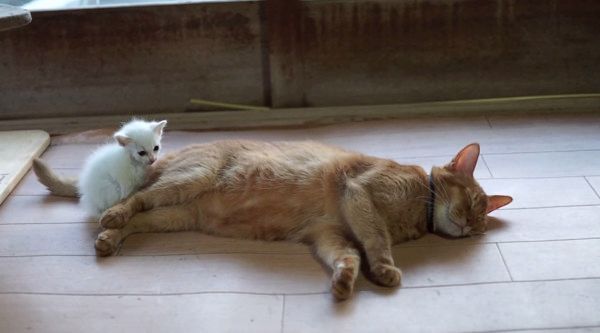 先輩猫に寄り添う子猫