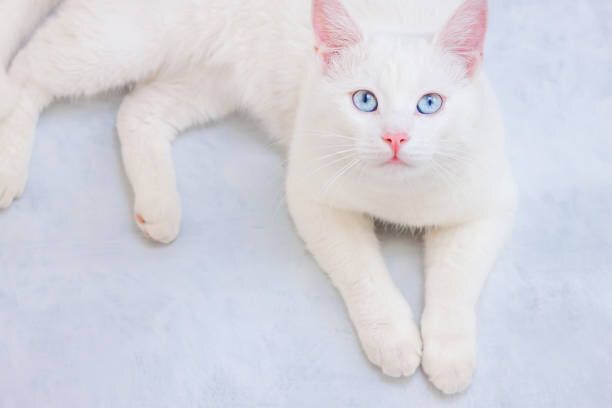カメラに主演青い目を持つ白い猫