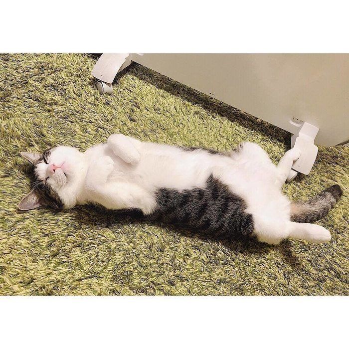 ヘソ天で寝るふくすけくん