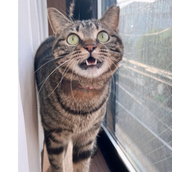 返事をするキジトラ猫