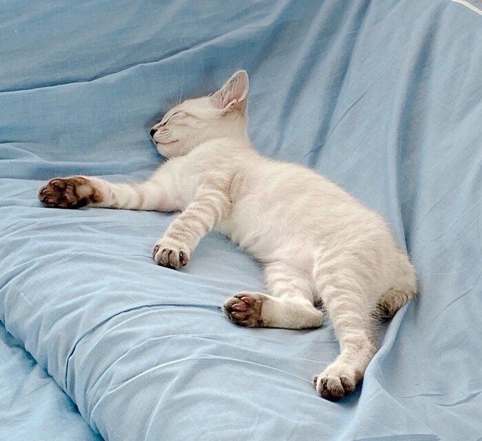 白猫」をお迎えしたと思ったのに、毛色が変化!? 子猫時代と2年後
