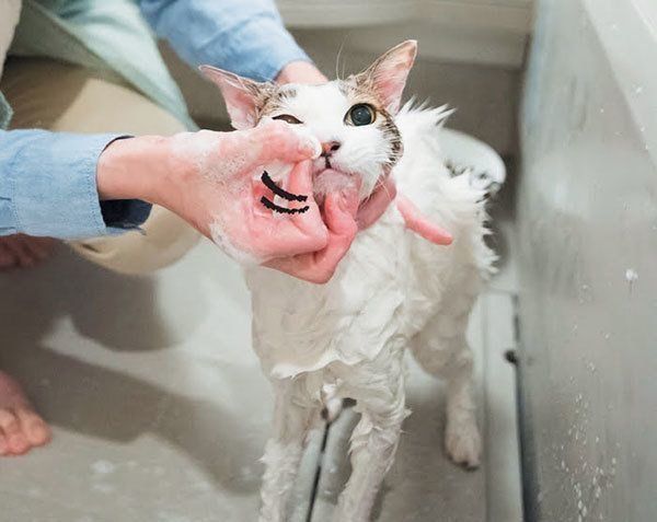シャンプーされる猫