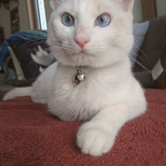 見つめる猫