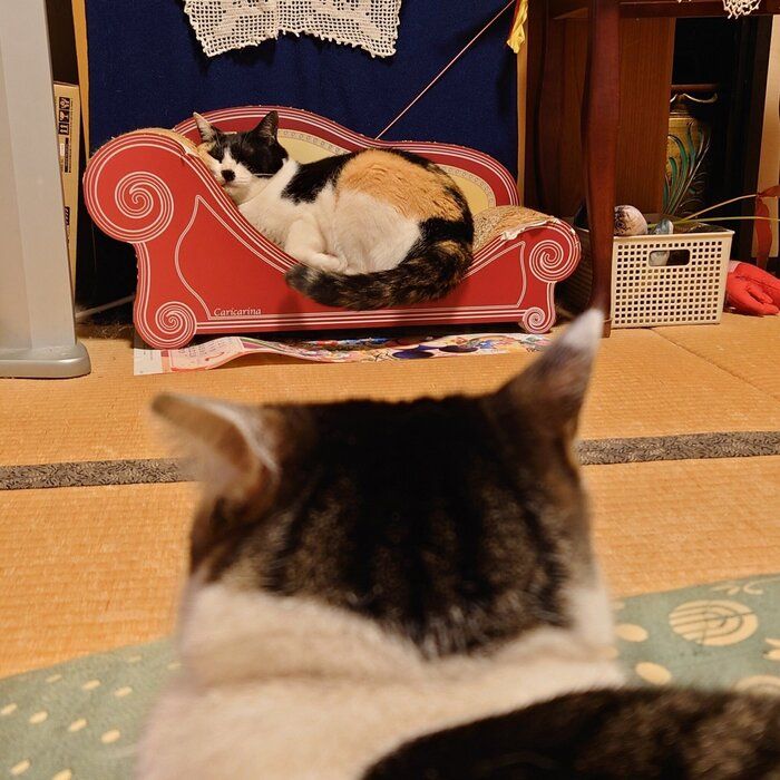 お部屋でくつろぐまめちゃんとこむぎちゃん