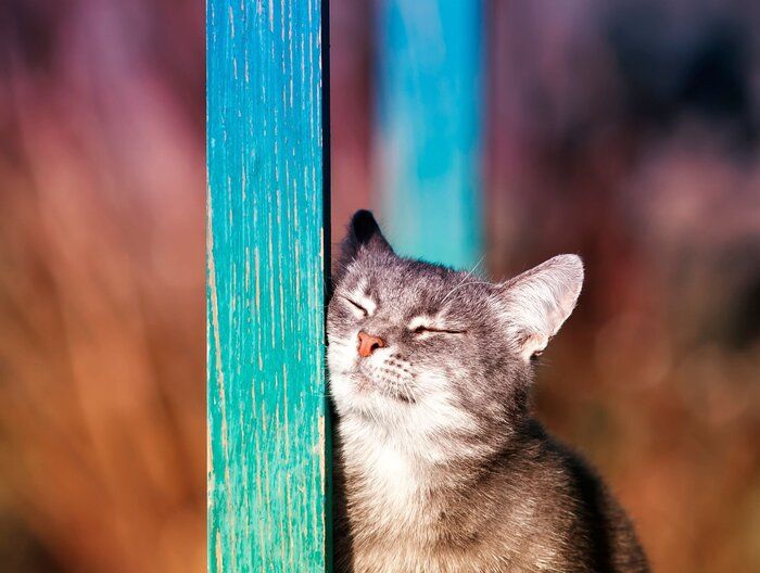 柱にすりすりする子猫