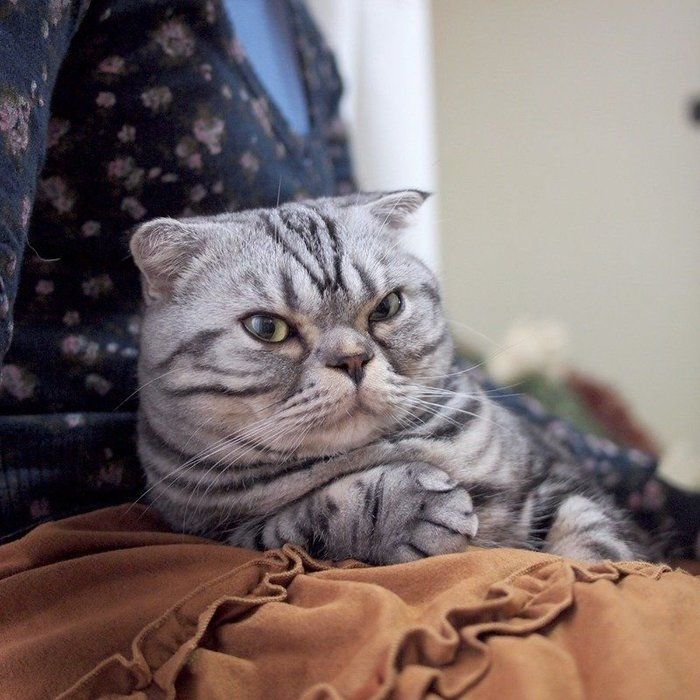 @tacos_cat