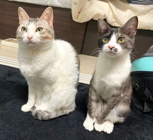 見つめるとうふちゃんともやしくん